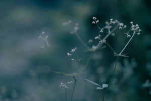 ‘a Beautiful Dark Flower Surrounded By An Ethereal, Dark Aesthetic’ Wallpaper