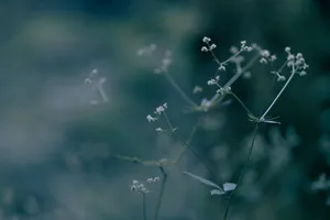 ‘a Beautiful Dark Flower Surrounded By An Ethereal, Dark Aesthetic’ Wallpaper