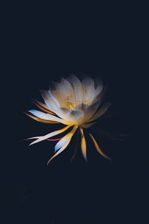 A Beautiful Flourish Of Dark Flowers Lit By A Surreal Glimmer Of Light In A Dreamy Palette. Wallpaper