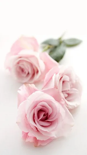 A Beautiful Girly Hanging Out By The Beach Wallpaper