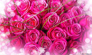 A Beautiful Pink Rose Wallpaper