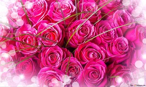 A Beautiful Pink Rose Wallpaper