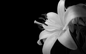 A Beautiful Single Black And White Flower Against A White Backdrop Wallpaper