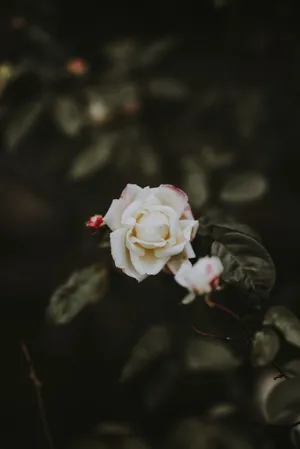 A Beautiful White Rose Surrounded By Lush Green Foliage. Wallpaper