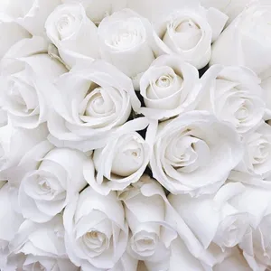 A Beautiful White Rose With Its Petals Open, Perfect Representation Of Purity And Peace. Wallpaper