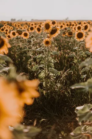 A Beautiful Yellow Sunflower Blooms In The Summer. Wallpaper