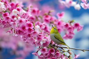 A Bird Perched On A Branch Of A Japanese Cherry Blossom Tree Wallpaper