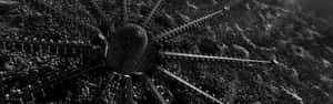 A Black And White Photo Of A Large Structure Wallpaper
