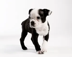 A Black And White Puppy Is Standing On A White Background Wallpaper