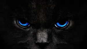 A Black Cat With Blue Eyes In The Dark Wallpaper