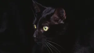 A Black Cat With Green Eyes Is Looking At The Camera Wallpaper
