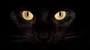 A Black Cat With Yellow Eyes Wallpaper