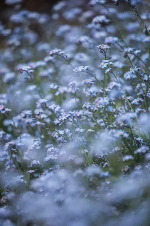 A Blue Flower In The Grass Wallpaper
