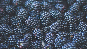 A Bountiful Harvest Of Ripe, Succulent Black Mulberries Wallpaper