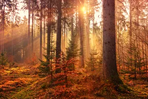 A Breathtaking Autumn Vista, Where Grace Meets Grandeur Wallpaper