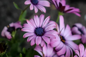 A Bright Ombre Floral Pattern Wallpaper
