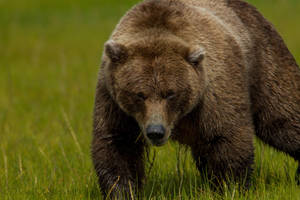 A Brown Bear With A Cub Standing In The Grass Wallpaper