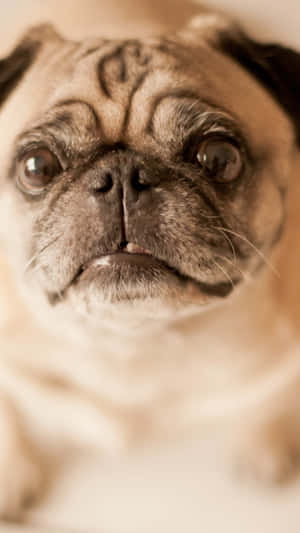 A Brown Pug Lounges On A Bed Wallpaper