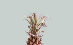 A Calming Tropical Escape Wallpaper