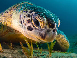 A Captivating Image Of A Cute Turtle With Remarkably Big Black Eyes. Wallpaper