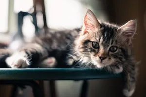 A Cat Contemplating Life On Its Desktop Wallpaper