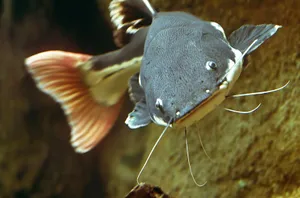A Catfish Swimming In An Aquarium Wallpaper