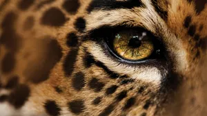 A Cheetah Stalking Its Prey In The African Savanna Wallpaper
