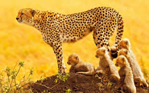 A Close-up Look At The Stunning Cheetah Wallpaper