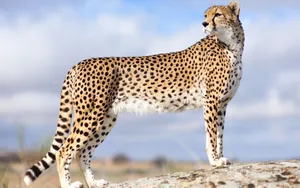 A Close-up Of A Cheetah At Sunrise Wallpaper