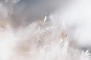 A Close Up View Of White Leaves Wallpaper