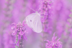 A Colorful Butterfly Perched On Lilac Flowers Wallpaper
