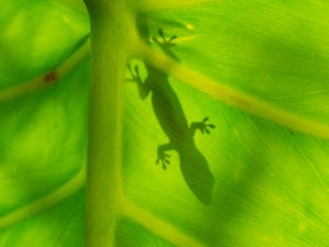 A Colorful Lizard On An Ombre Leaf Wallpaper
