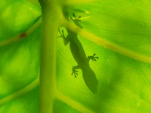 A Colorful Lizard On An Ombre Leaf Wallpaper