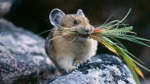 A Content And Happy Hamster, Jumping For Joy Wallpaper