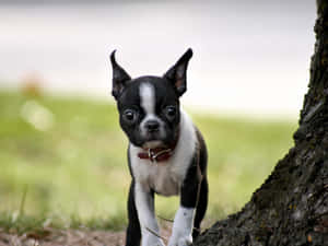 A Cuddly Boston Terrier Enjoying A Peaceful Nap Wallpaper