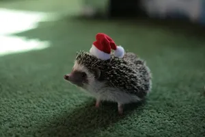 A Curious Hedgehog Looks Around At Its New Home. Wallpaper