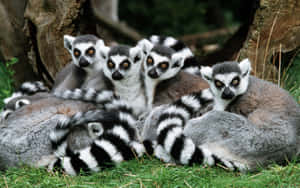 A Curious Ring-tailed Lemur On A Tree Wallpaper