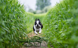 A Cute And Loyal Boston Terrier With A Black And White Coat Wallpaper