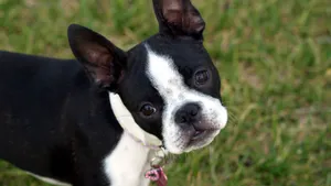 A Cute Boston Terrier Sitting In A Sunny Spot Wallpaper