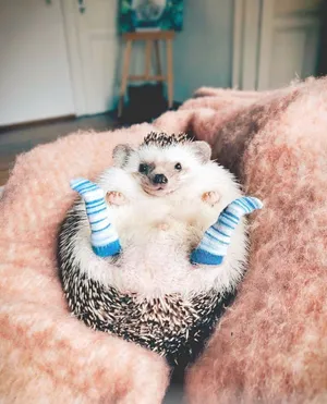 A Cute Hedgehog Having A Snack Against A Backdrop Of Wildflowers Wallpaper