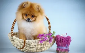 A Cute Little Pomeranian Dog Sleeps Peacefully In A Basket Wallpaper