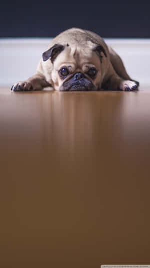 A Cute Pug Sleeps Comfortably Wallpaper