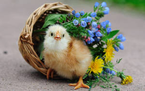 A Darling Little Chick Enjoying Some Springtime Weather Wallpaper