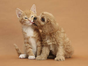 A Dog And Cat Sharing A Sweet Moment Wallpaper