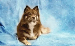 A Dog's Best Friend Wallpaper