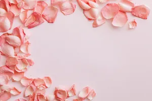 A Dreamy Pastel Rose Petal At Sunset Wallpaper