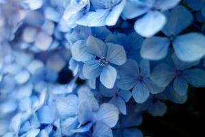 A Field Of Blue Flowers Wallpaper