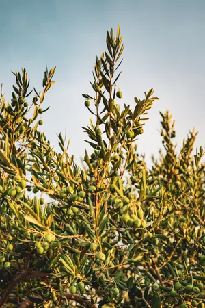 A Field Of Olive Trees In The Countryside Wallpaper