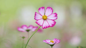 A Field Of Pink And White Wildflowers. Wallpaper