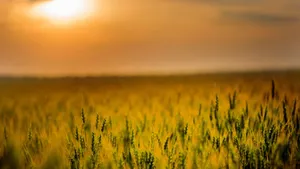 A Field Of Wheat With The Sun Setting Behind It Wallpaper